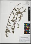 Foto von Salix atrocinerea Brot. x Salix pedicellata Desf.